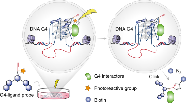 Chemical profiling of DNA G-quadruplex-interacting proteins in live cells