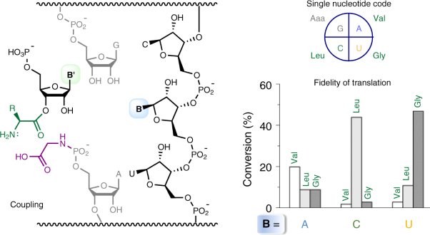 Single nucleotide translation without ribosomes