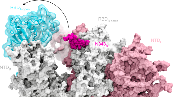 A glycan gate controls opening of the SARS-CoV-2 spike protein