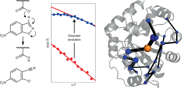 Evolution of dynamical networks enhances catalysis in a designer enzyme