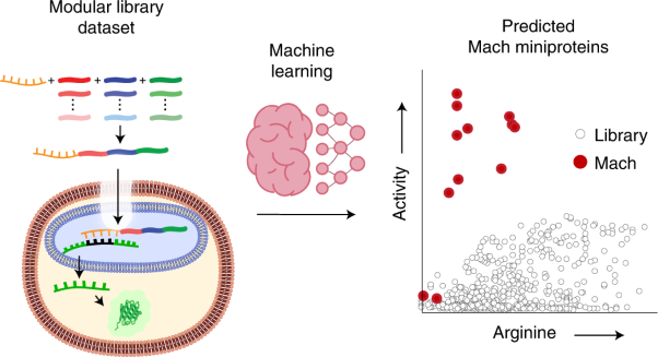 Deep learning to design nuclear-targeting abiotic miniproteins