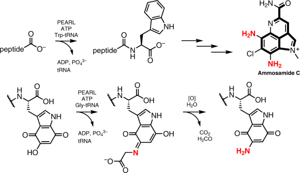 A biosynthetic pathway to aromatic amines that uses glycyl-tRNA as nitrogen donor