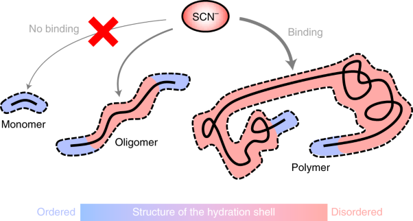 Weakly hydrated anions bind to polymers but not monomers in aqueous solutions