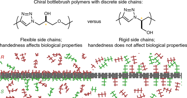 Bottlebrush polymers with flexible enantiomeric side chains display differential biological properties
