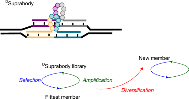 A mating mechanism to generate diversity for the Darwinian selection of DNA-encoded synthetic molecules