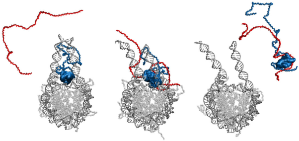 Release of linker histone from the nucleosome driven by polyelectrolyte competition with a disordered protein