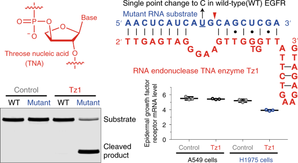 An RNA-cleaving threose nucleic acid enzyme capable of single point mutation discrimination