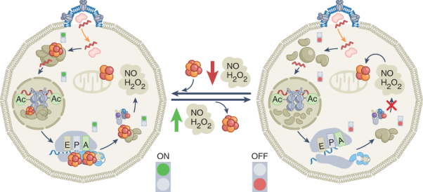 Iron–sulfur clusters as inhibitors and catalysts of viral replication