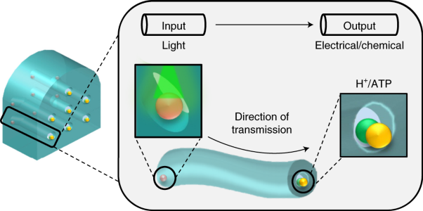 Parallel transmission in a synthetic nerve