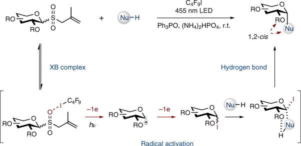 Halogen-bond-assisted radical activation of glycosyl donors enables mild and stereoconvergent 1,2-<i>cis</i>-glycosylation