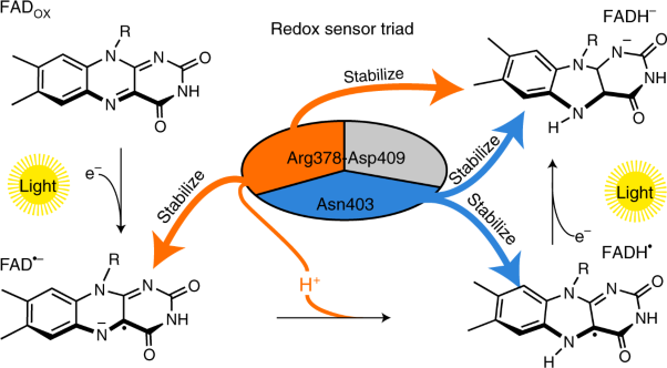 Serial crystallography captures dynamic control of sequential electron and proton transfer events in a flavoenzyme