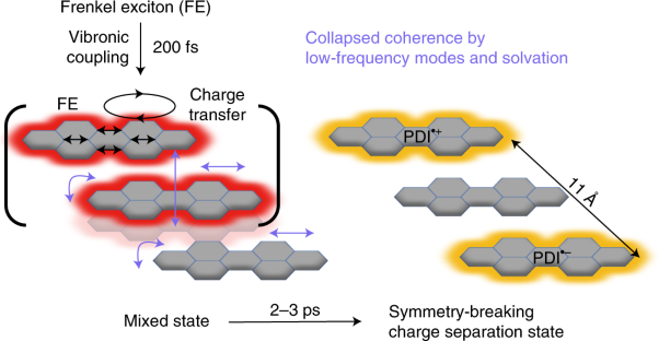 Accelerating symmetry-breaking charge separation in a perylenediimide trimer through a vibronically coherent dimer intermediate