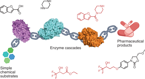 Multistep enzyme cascades as a route towards green and sustainable pharmaceutical syntheses