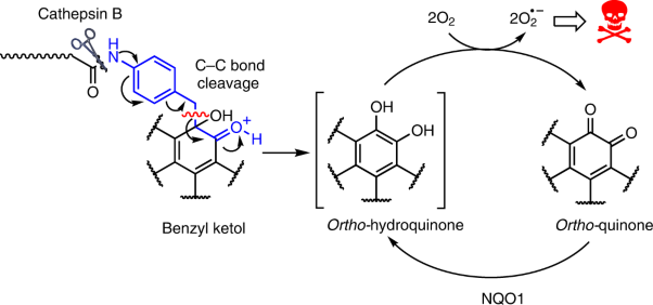 Controlled masking and targeted release of redox-cycling <i>ortho</i>-quinones via a C–C bond-cleaving 1,6-elimination
