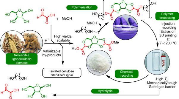 Sustainable polyesters via direct functionalization of lignocellulosic sugars