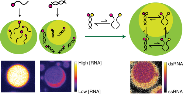 Phase-specific RNA accumulation and duplex thermodynamics in multiphase coacervate models for membraneless organelles