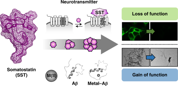 Conformational and functional changes of the native neuropeptide somatostatin occur in the presence of copper and amyloid-β
