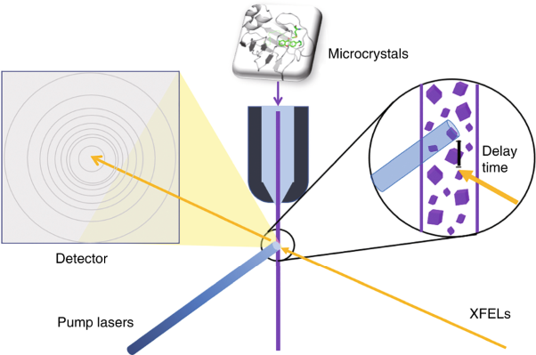 Excited-state intermediates in a designer protein encoding a phototrigger caught by an X-ray free-electron laser