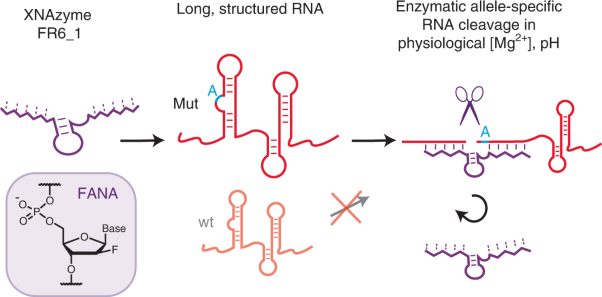A modular XNAzyme cleaves long, structured RNAs under physiological conditions and enables allele-specific gene silencing