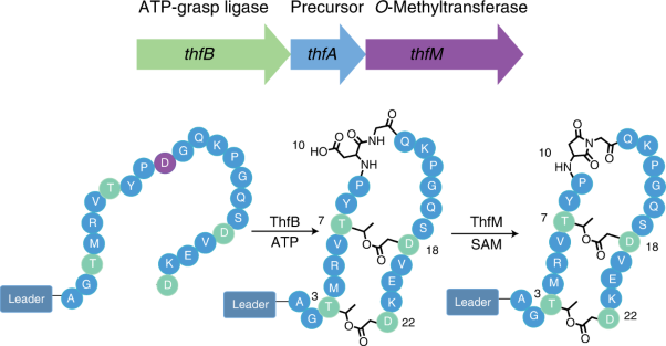 Biosynthesis and characterization of fuscimiditide, an aspartimidylated graspetide
