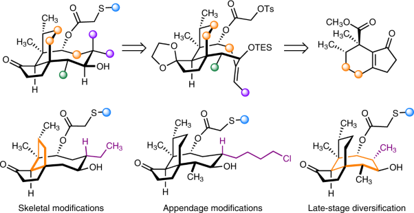 Total synthesis of structurally diverse pleuromutilin antibiotics