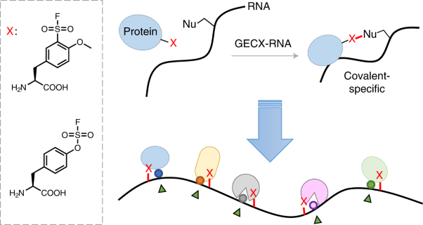 Genetically encoded chemical crosslinking of RNA in vivo