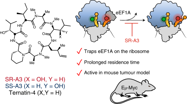 Synthesis and single-molecule imaging reveal stereospecific enhancement of binding kinetics by the antitumour eEF1A antagonist SR-A3