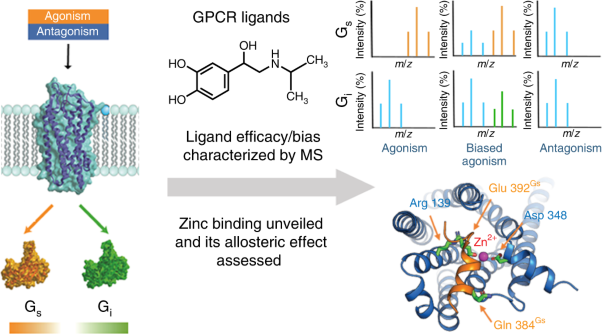 Mass spectrometry captures biased signalling and allosteric modulation of a G-protein-coupled receptor