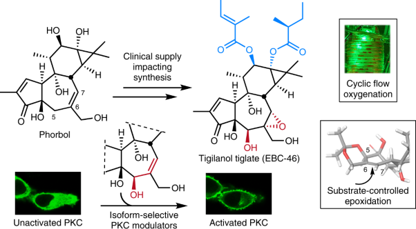 Practical synthesis of the therapeutic leads tigilanol tiglate and its analogues