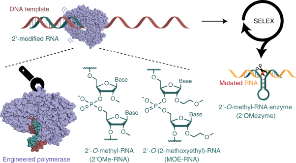 A two-residue nascent-strand steric gate controls synthesis of 2′-<i>O</i>-methyl- and 2′-<i>O</i>-(2-methoxyethyl)-RNA