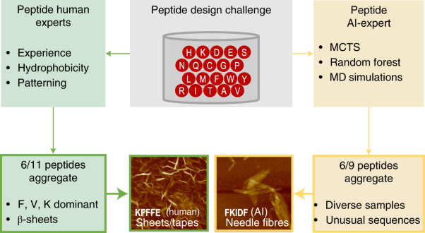 Machine learning overcomes human bias in the discovery of self-assembling peptides