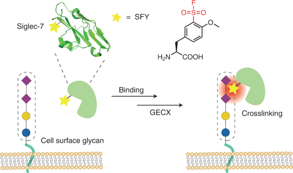 Genetically encoded chemical crosslinking of carbohydrate