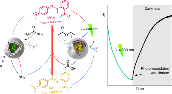 Photoswitchable gating of non-equilibrium enzymatic feedback in chemically communicating polymersome nanoreactors