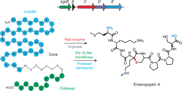 Biosynthesis-guided discovery reveals enteropeptins as alternative sactipeptides containing <i>N</i>-methylornithine