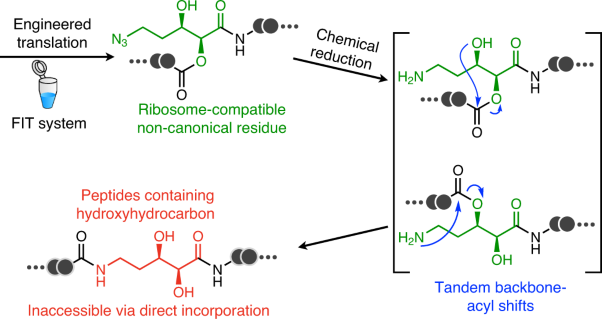 Post-translational backbone-acyl shift yields natural product-like peptides bearing hydroxyhydrocarbon units