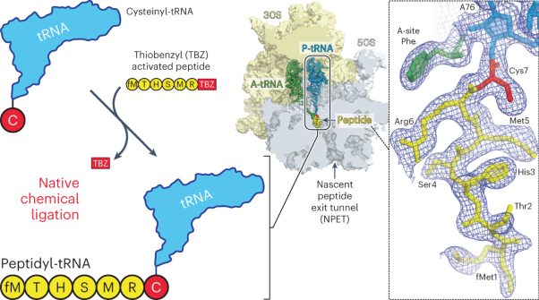 Insights into the ribosome function from the structures of non-arrested ribosome–nascent chain complexes