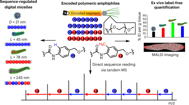 Digital micelles of encoded polymeric amphiphiles for direct sequence reading and ex vivo label-free quantification