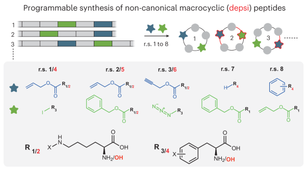 Genetically programmed cell-based synthesis of non-natural peptide and depsipeptide macrocycles