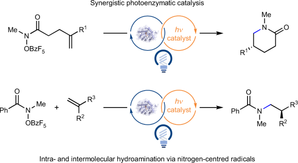 Using enzymes to tame nitrogen-centred radicals for enantioselective hydroamination