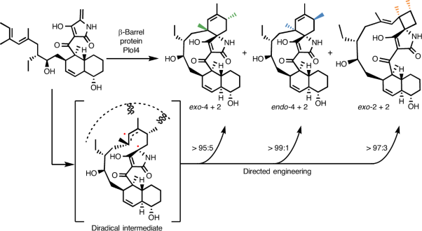 A cyclase that catalyses competing 2 + 2 and 4 + 2 cycloadditions