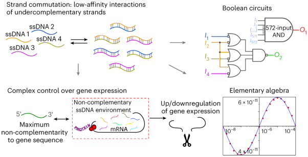 Non-complementary strand commutation as a fundamental alternative for information processing by DNA and gene regulation