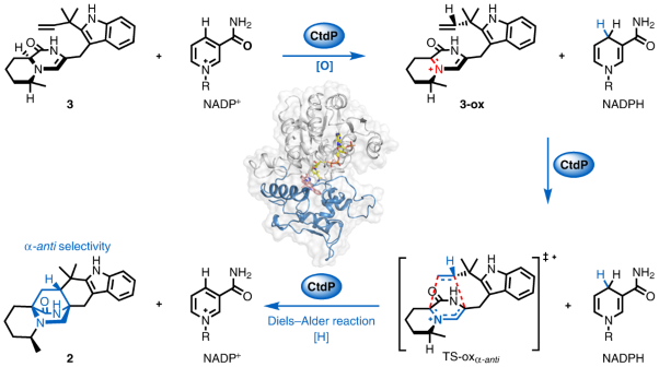 An NmrA-like enzyme-catalysed redox-mediated Diels–Alder cycloaddition with <i>anti</i>-selectivity