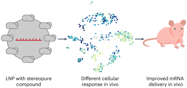 Nanoparticle stereochemistry-dependent endocytic processing improves in vivo mRNA delivery