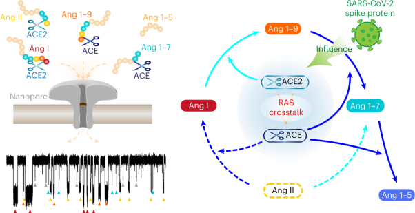 Protein nanopore reveals the renin–angiotensin system crosstalk with single-amino-acid resolution