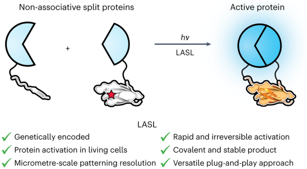 Spatiotemporal functional assembly of split protein pairs through a light-activated SpyLigation