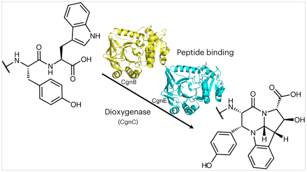 Unusual peptide-binding proteins guide pyrroloindoline alkaloid formation in crocagin biosynthesis