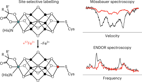 Connecting the geometric and electronic structures of the nitrogenase iron–molybdenum cofactor through site-selective <sup>57</sup>Fe labelling