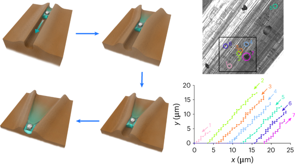 Autonomous and directional flow of water and transport of particles across a subliming dynamic crystal surface