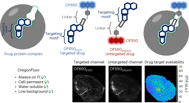 OregonFluor enables quantitative intracellular paired agent imaging to assess drug target availability in live cells and tissues