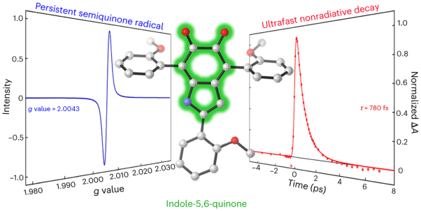 Indole-5,6-quinones display hallmark properties of eumelanin